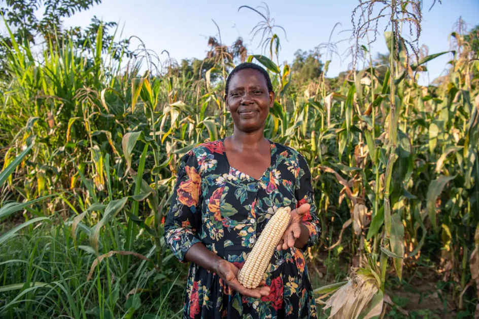 中非探索试验“自我复制的杂交水稻”，或将改写非洲农业